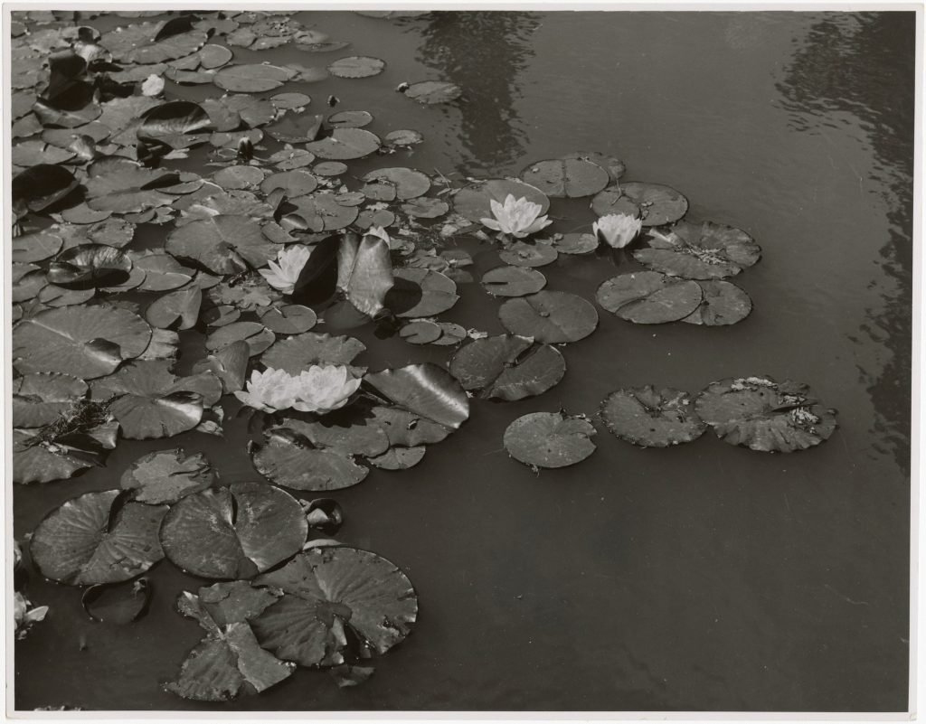 Image of water lillies on a lake in Treasury Gardens