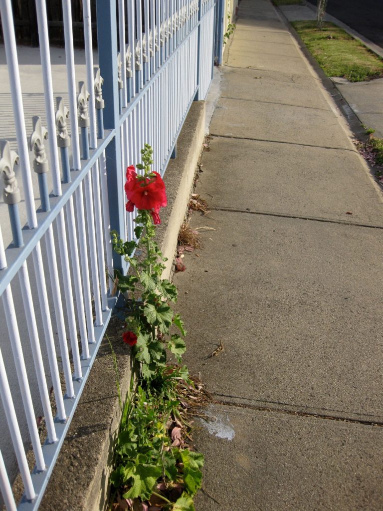 The Shortest Straw: Posters, Hollyhock outside the square