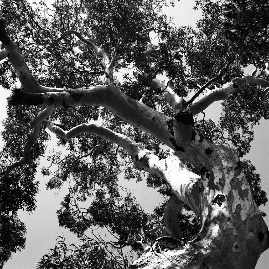 St Kilda Corroboree Tree