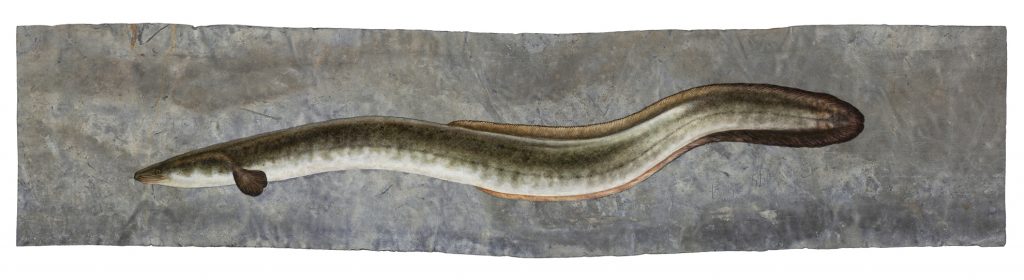 Short-finned Eel, Anguilla australis
