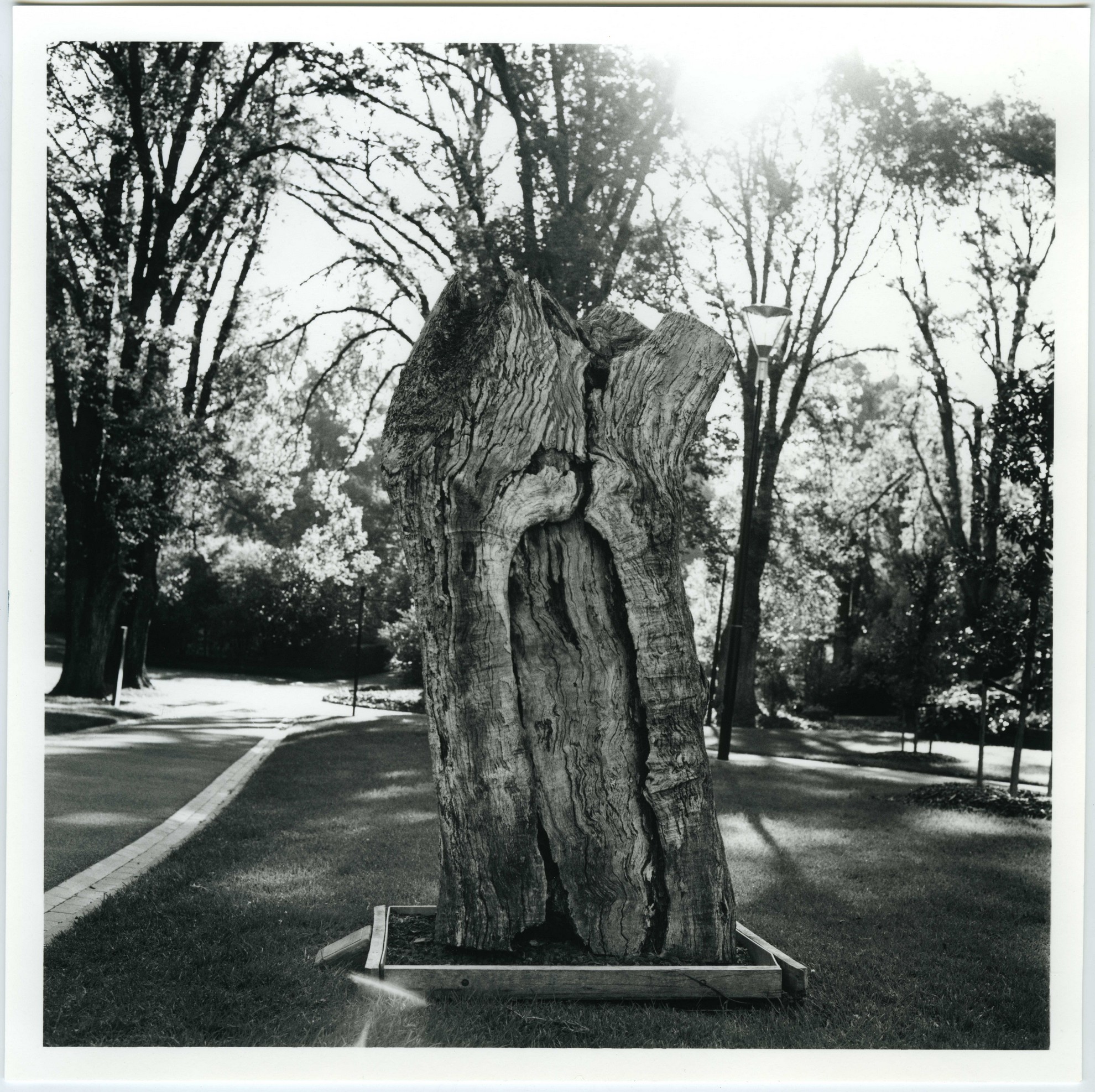 Scar Tree - City Collection