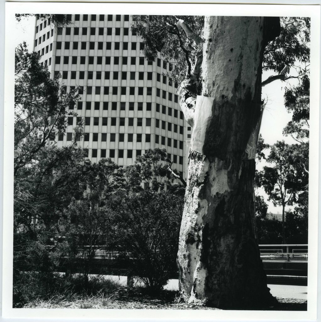 St Kilda Corroboree Tree