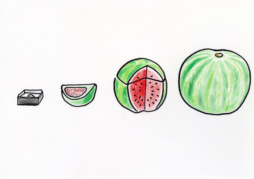 Watermelon