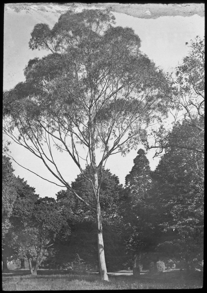 Glass lantern slide, Eucalypt. Unknown location