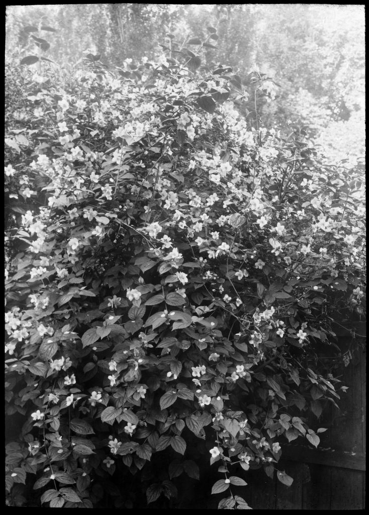 Glass lantern slide, Philadelphus flowering on a fence. Unknown location