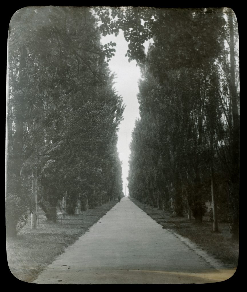 Glass lantern slide, Tree-lined avenue.
Unknown location