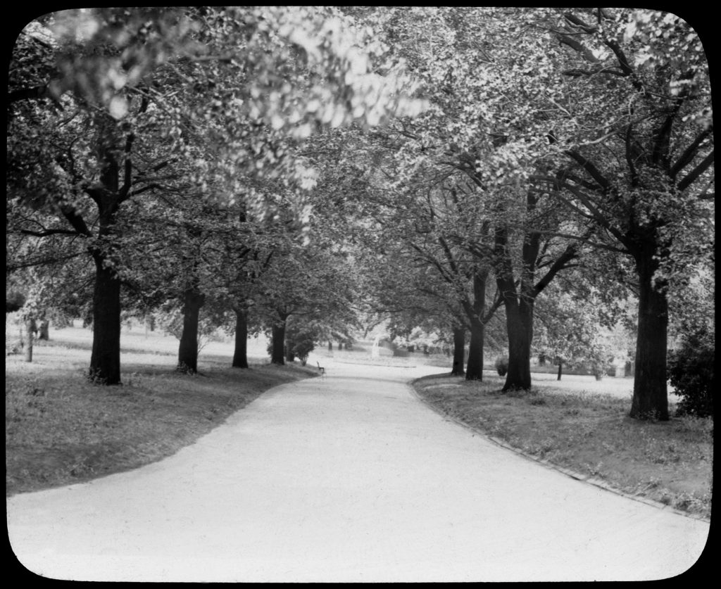 Glass lantern slide, Avenue, possibly at northern
end of Fitzroy Gardens