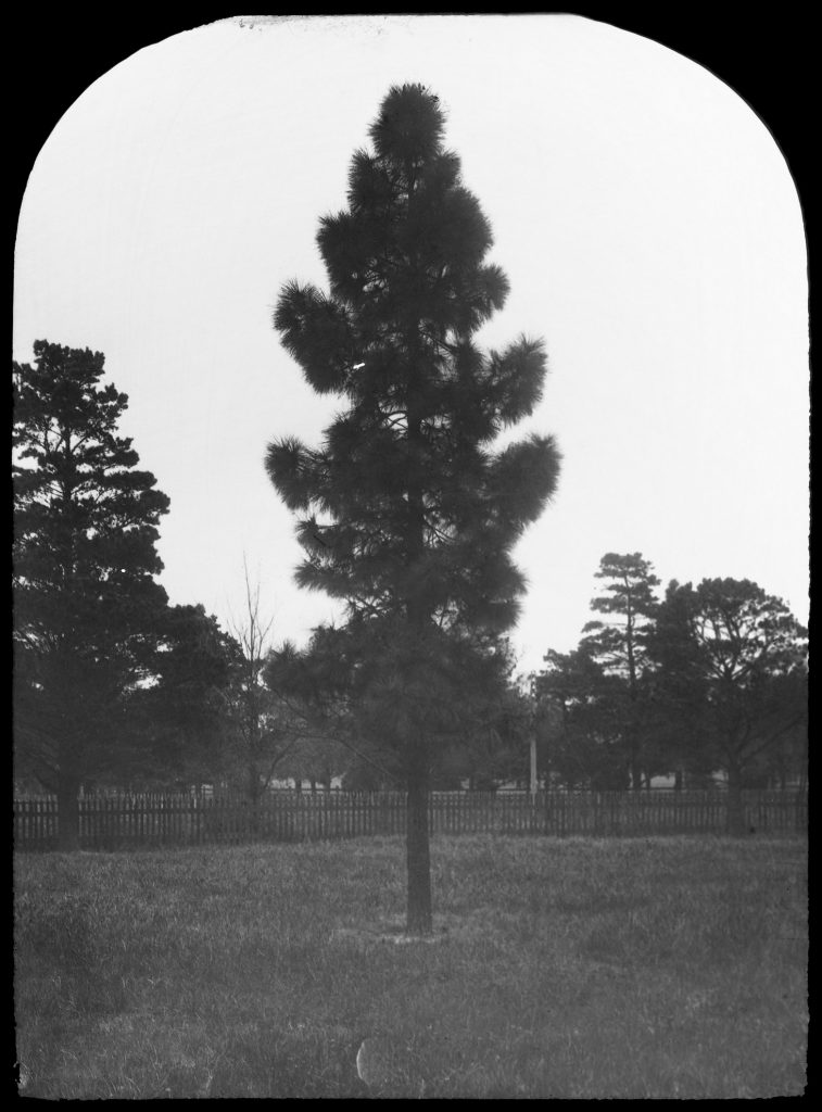 Glass lantern slide, Pine or conifer.
Unknown location