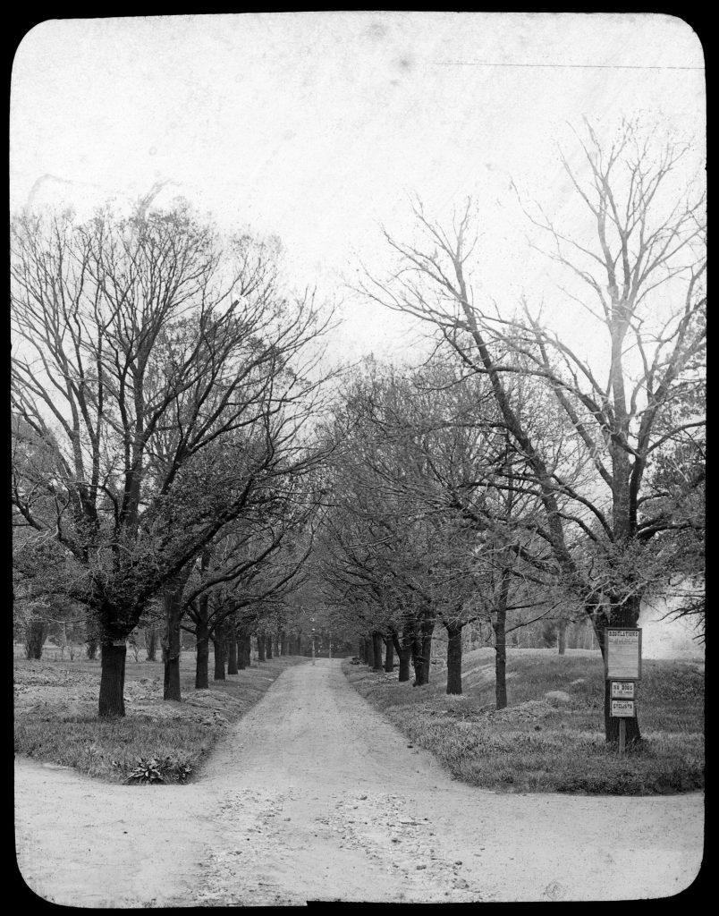 Glass lantern slide, Developing avenue.
Unknown location