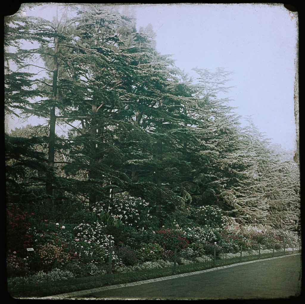 Glass lantern slide, Hotham Walk, Fitzroy Gardens