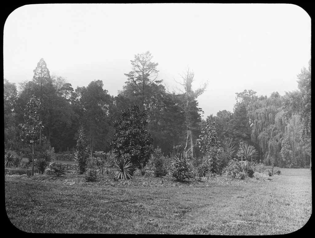 Glass lantern slide, A newly established mixed
shrubbery. Unknown location