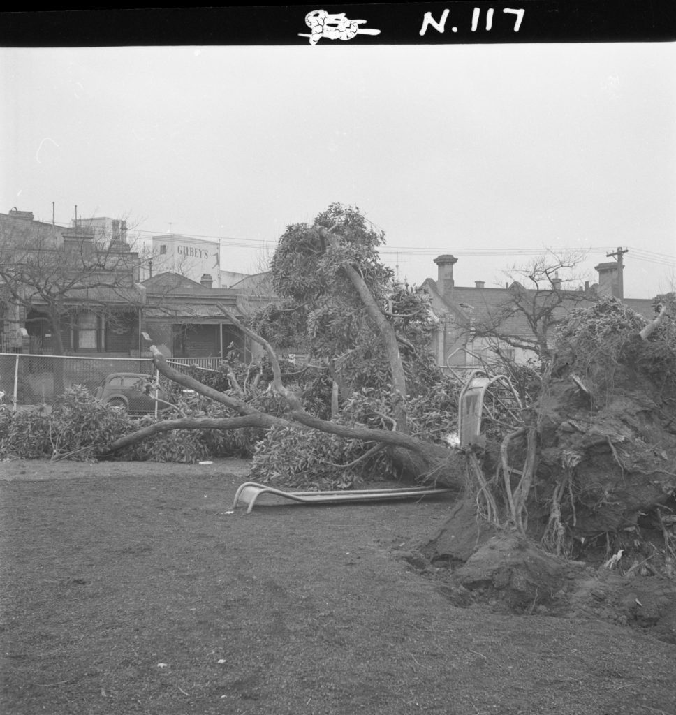 N117 Image showing a tree brought down by a gale on Stanley Street in North Melbourne