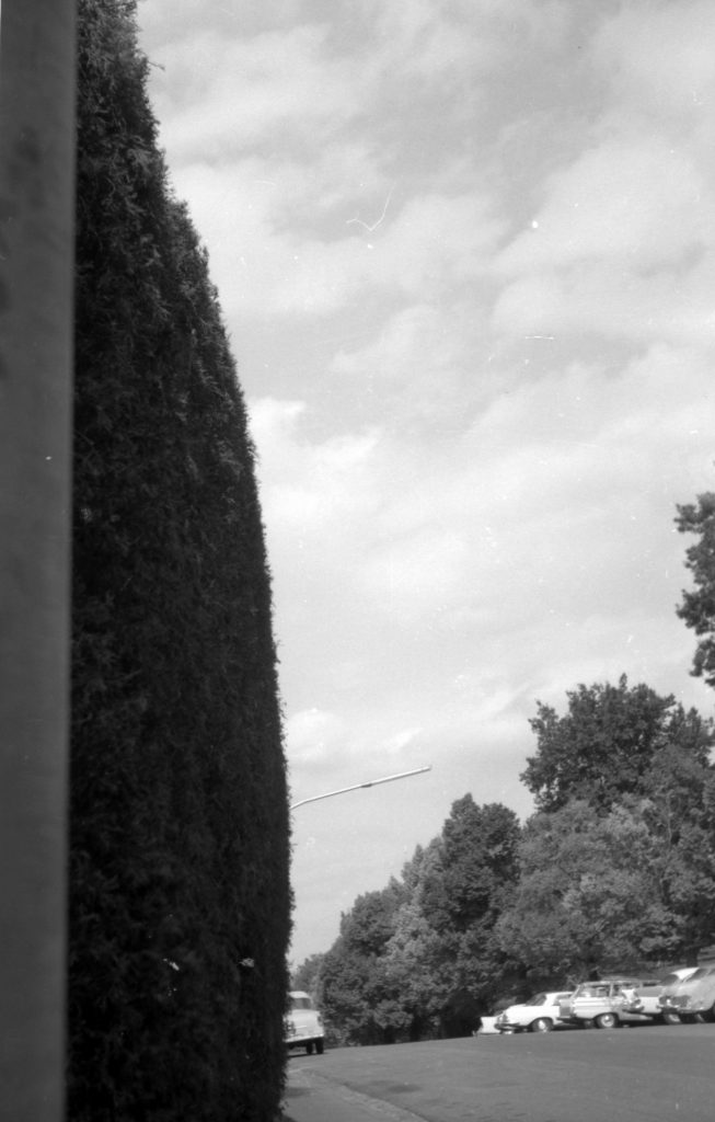 N601 Image showing an overhanging hedge on Anderson-Clowes Street, South Yarra