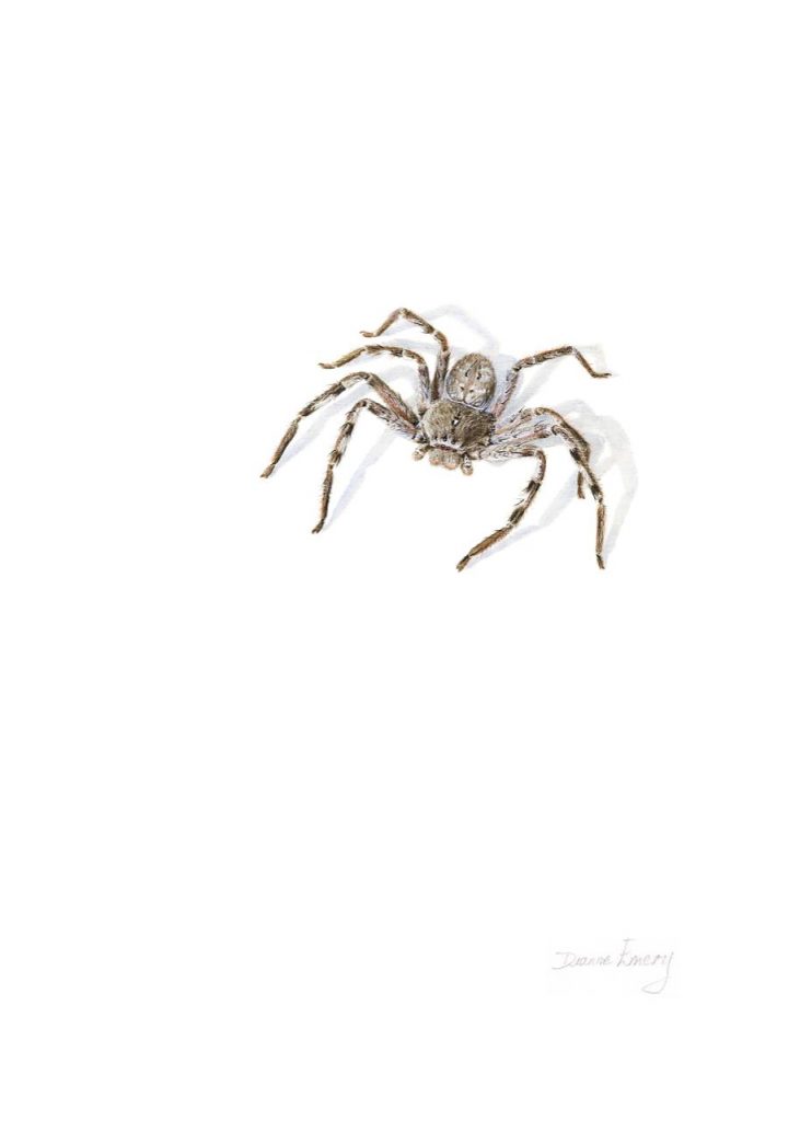 Huntsman Spider, Holconia montana
