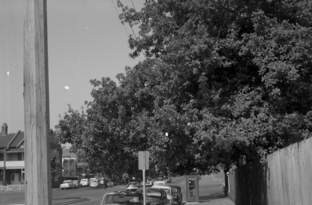 N596 Image showing overhanging trees on Albert Street, East Melbourne