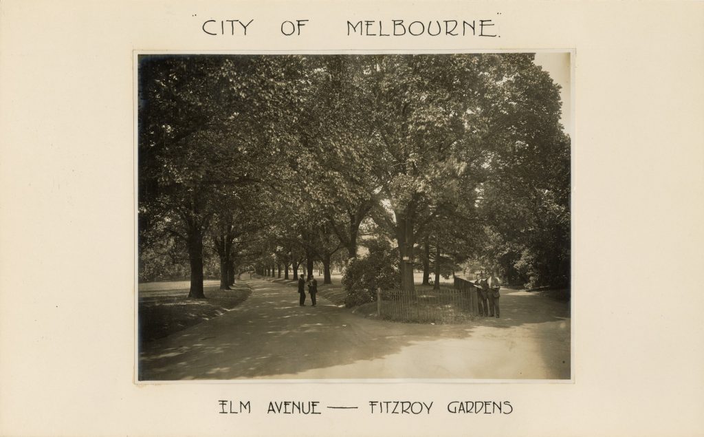 Image of Elm Avenue in Fitzroy Gardens