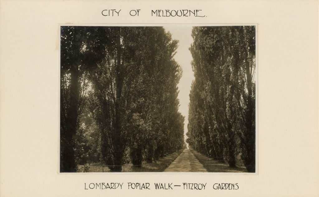 Image of a Lombardy Poplar walk in Fitzroy Gardens