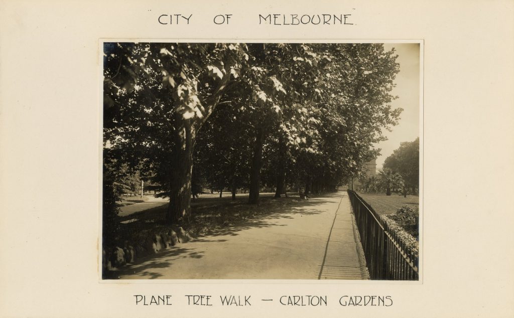 Image of Plane Tree walk in Carlton Gardens
