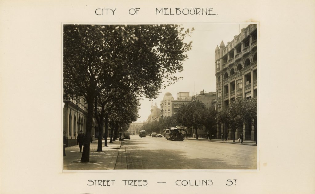 Image of trees along Collins Street