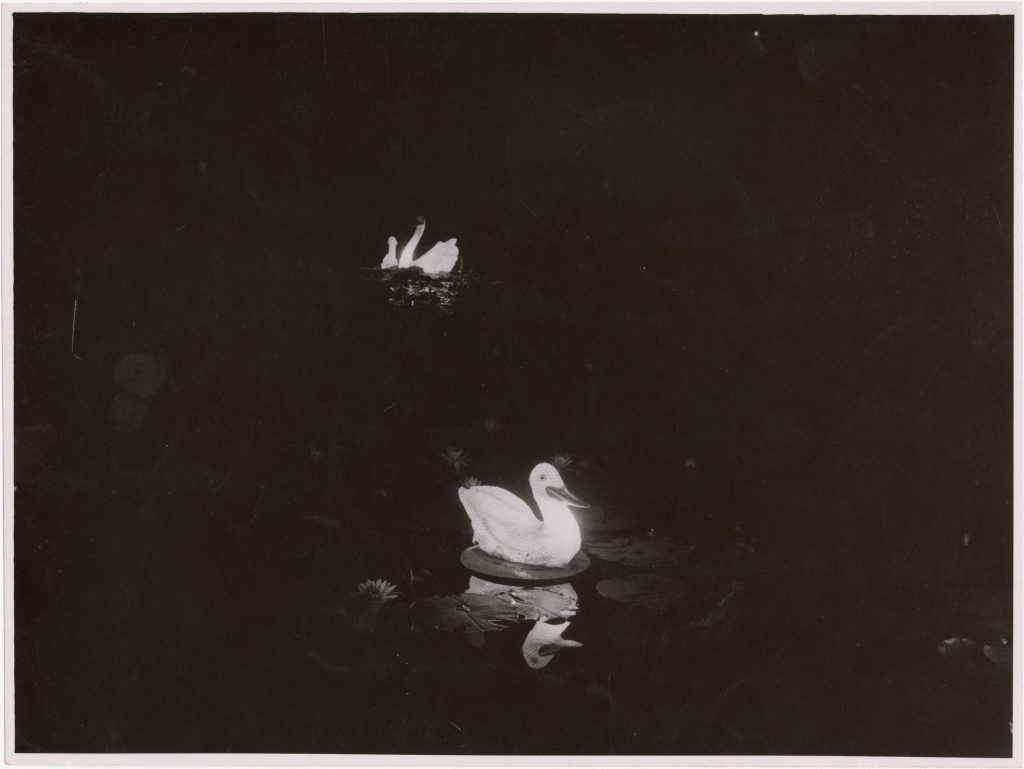 Image of cygnet floats on a body of water