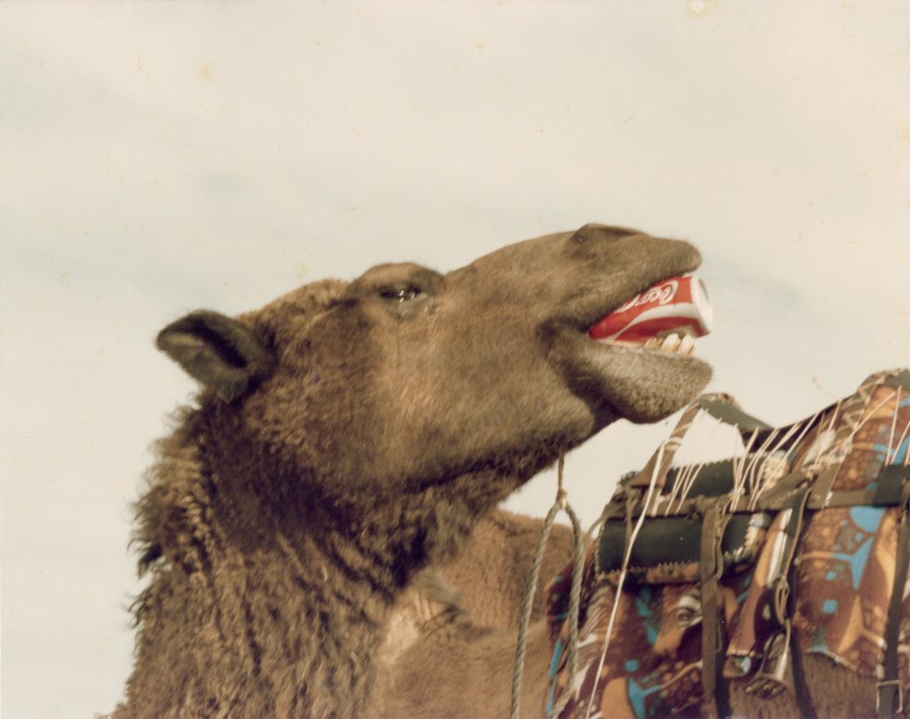 Camel with Coke Can in Mouth
