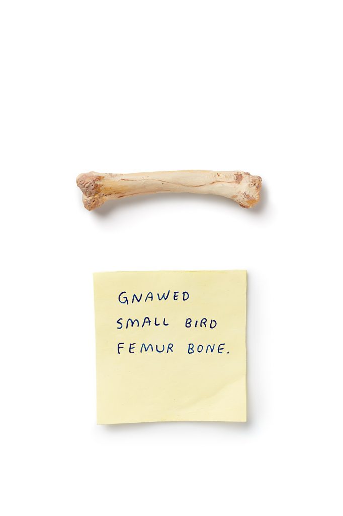 Small bird femur bone