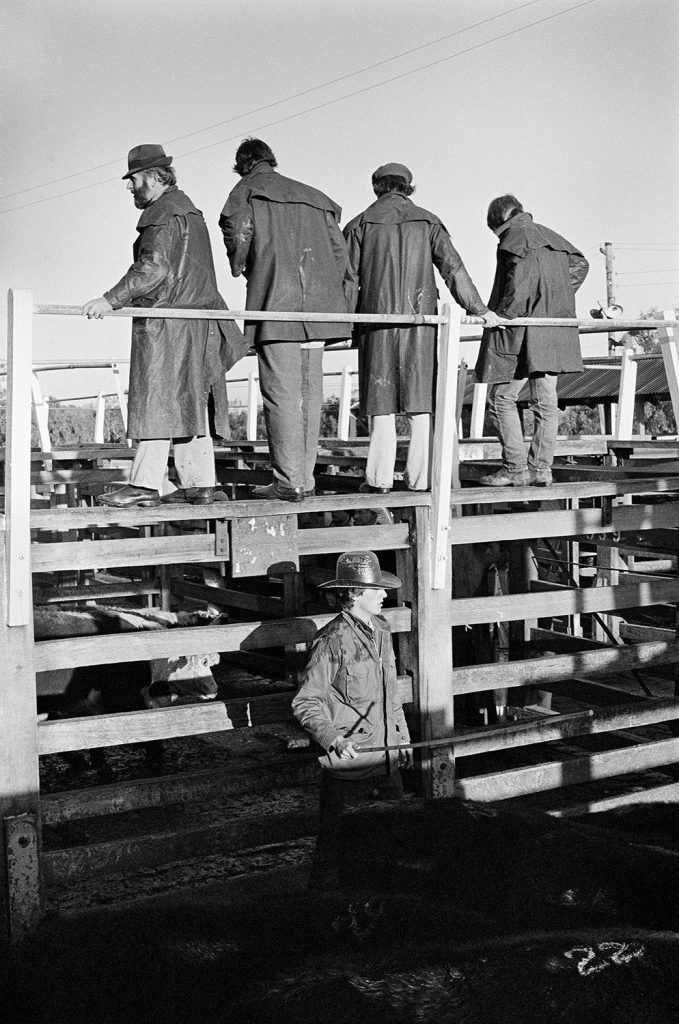 Newmarket Saleyards, Kensington