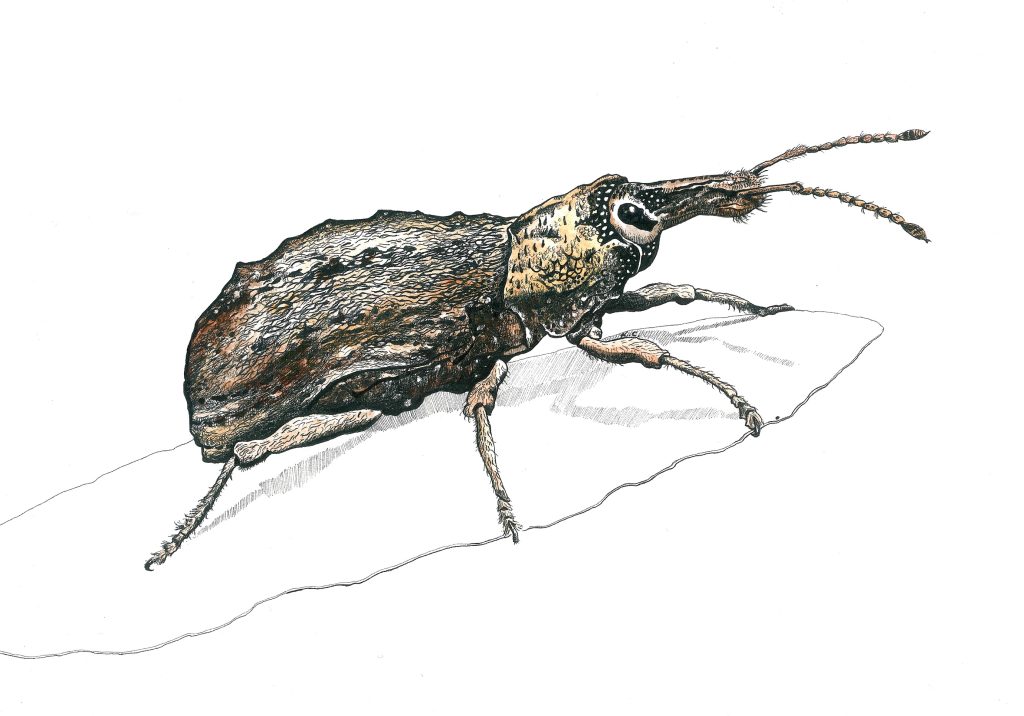 Fruit-tree root weevil (Leptupius robustus)