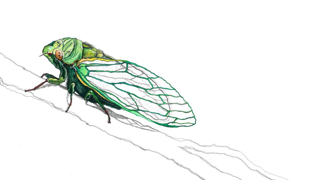 Green grocer cicada (Cycochila australasiae)