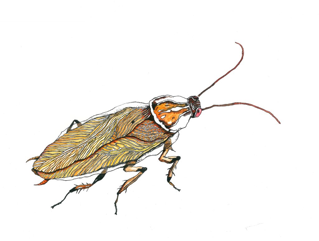 Bush cockroach (genus Ellipsidion)